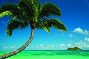 Con-MauiJim